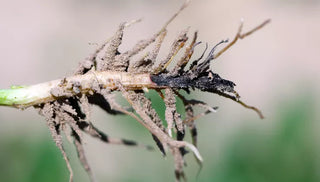 Root Rot