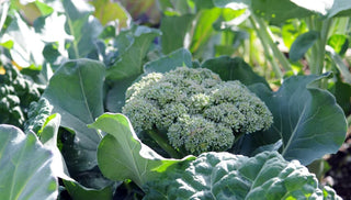 How to Recognize Plant Stress