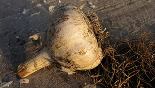 How To Grow and Harvest Garlic
