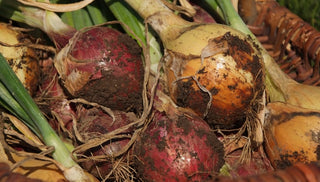 How to Harvest, Cure, and Store Onions