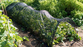 Help Your Garden Endure Hot Weather