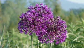 Alliums for the Flower Garden