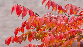 Invasive Plants: Buy Now, Pay Later