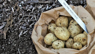 Making the Most of Your Potato Harvest