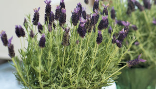 How To Grow Lavender Plants Indoors