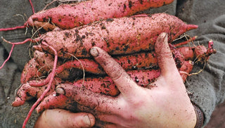 How to Grow Sweet Potatoes