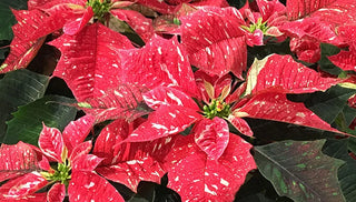 How to Grow & Care for Poinsettias