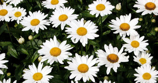 Grow Perennials from Seed