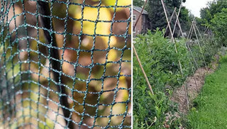 Protecting Berries from Birds