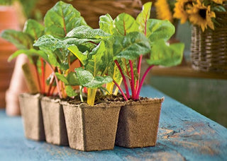 Why Choose Cowpots to Start Seeds