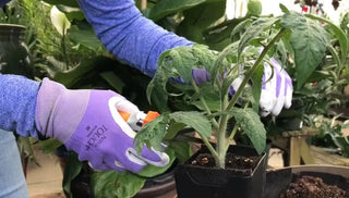 How to Transplant Tomato Seedlings