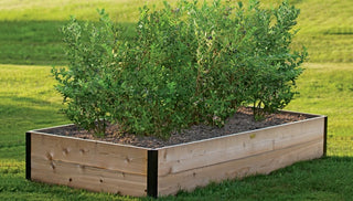 Growing Berries and Asparagus in Raised Beds