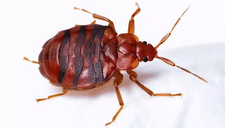 Controlling Bedbugs