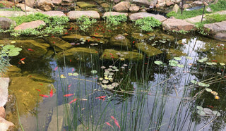 How to Keep Water Clear in Fountains and Ponds