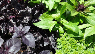 Make Your Own Pesto