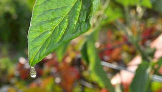 Garden Watering Myths, Squashed