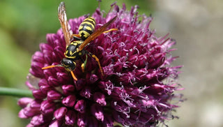 All About Yellow Jackets, Bees and Their Kin