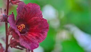Fabulous Fall-Blooming Plants