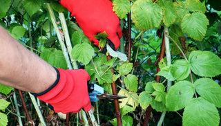 Pruning Raspberries