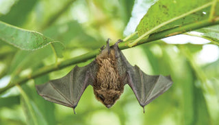 All About Bats