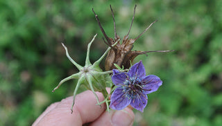 Saving Seeds