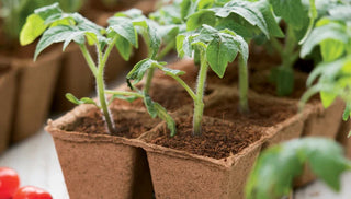 Coir: A Better Way to Start Seeds