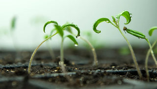 Growing Tomatoes from Seed to Harvest