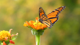 Gardeners Play a Role in Creating Wildlife Corridors