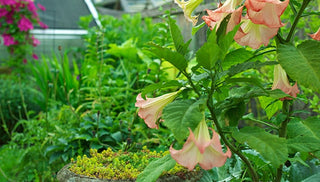 Growing Brugmansias