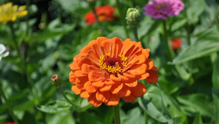 Planting My Bountiful, Beautiful Backyard