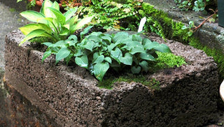 How to Make a Hypertufa Planter