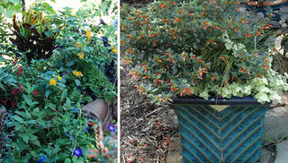 Planters for Pollinators