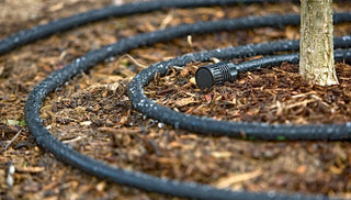 Three Rules for Tree Care: Water, Water, Water