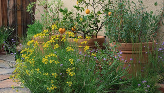 Growing Citrus in Planters