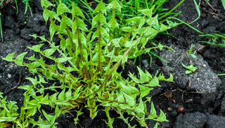 What The Weeds Tell Us