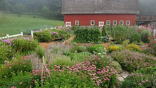Heirloom Varieties to Grow