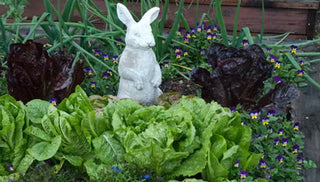 Edible Landscaping