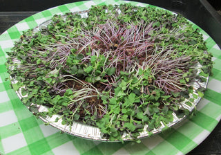 How to Grow Microgreens