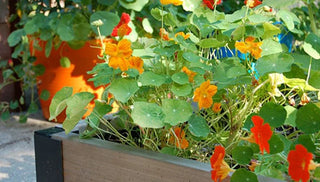 How to Grow Nasturtiums from Seed