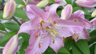 Jazz Up Your Garden with Spring-Planted Bulbs