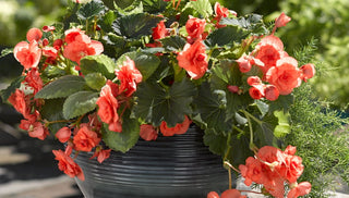 Flowering Bulbs for Baskets, Bouquets, and Gardens