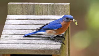 How to Attract Bug-Eating Birds