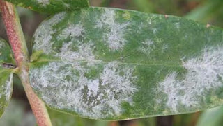 3 Common Garden Diseases