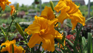 How to Grow and Care for Daylilies