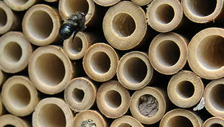 About Mason Bees