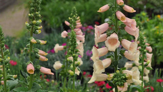 10 Shade-Tolerant Plants for Sun-Starved Yards