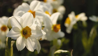 Invest in Daffodils