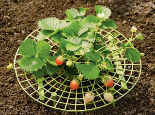 How to Grow Strawberries