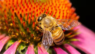 Beekeeping: A Hobby With Sweet Rewards
