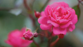 Getting Started with Roses